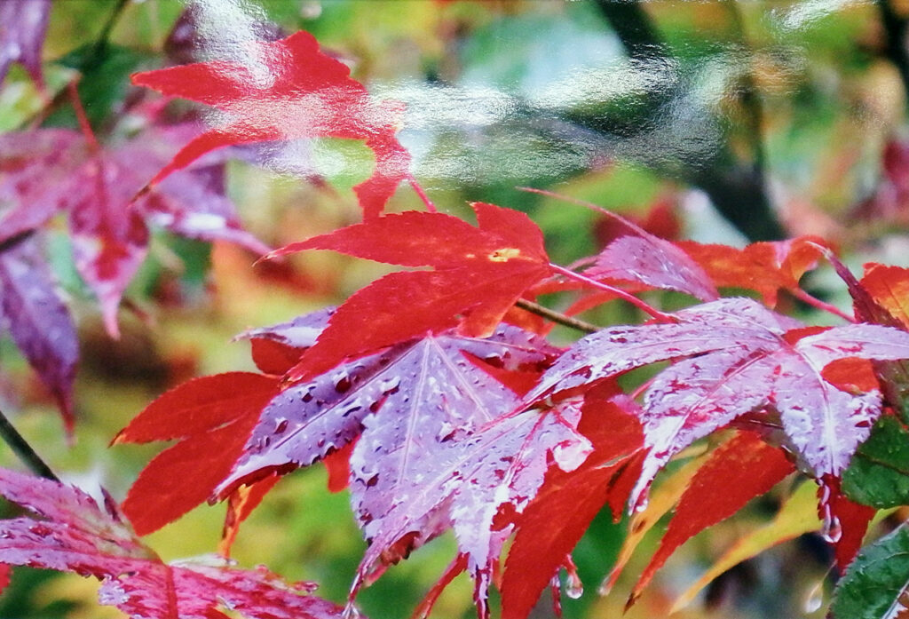 「雨の紅葉」鷲野健次